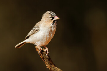 A small scaly-feathered weaver (Sporopipes squamifrons) perched on a branch, South Africa.