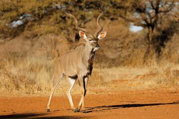 Male kudu antelope (Tragelaphus strepsiceros) in natural habitat, Mokala National Park, South Africa. © EcoView