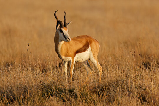 A springbok antelope (Antidorcas marsupialis) in late afternoon light, South Africa.