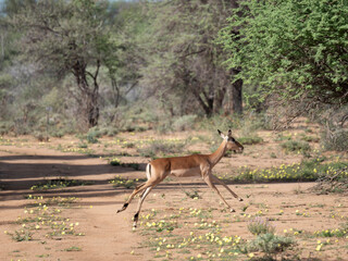 Impala (Aepyceros melampus)