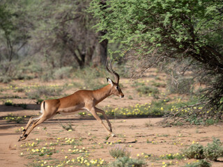 Impala (Aepyceros melampus)