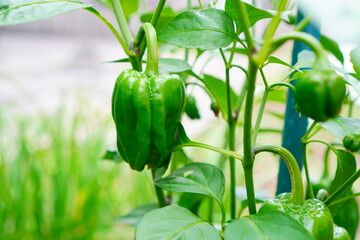 家庭菜園で育てたピーマンを収穫。