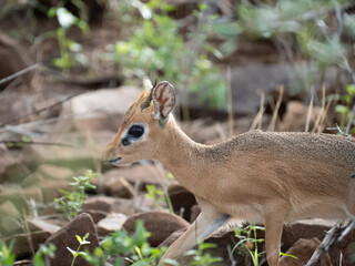 Damara-Dikdiks (Madoqua damarensis)