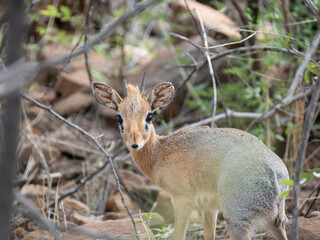 Damara-Dikdiks (Madoqua damarensis)