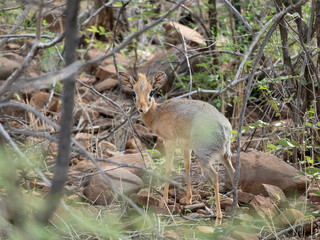 Damara-Dikdiks (Madoqua damarensis)