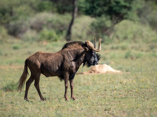 Weißschwanzgnu (Connochaetes gnou)