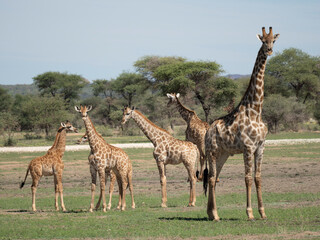 Angola-Giraffe.(Giraffa camelopardalis angolensis)