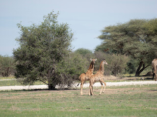 Angola-Giraffe.(Giraffa camelopardalis angolensis)