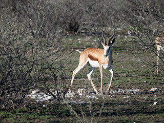 Springbock (Antidorcas)