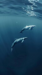Fototapeta premium Tranquil scene with a mother whale and her calf swimming near the surface generated by AI