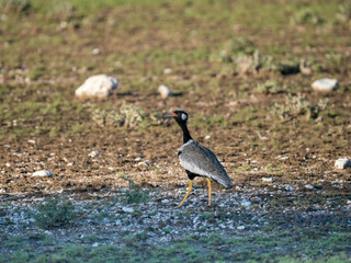 Weißflügeltrappe (Afrotis afraoides)