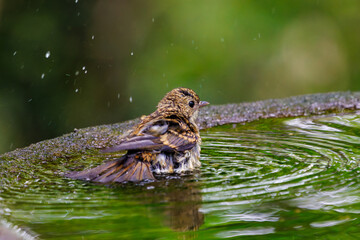 泉で水浴びをする可愛いキビタキ（ヒタキ科）の幼鳥。

日本国神奈川県秦野市、弘法山公園、権現山バードサンクチュアリにて。
2022年7月撮影。

A lovely juvenile Narcissus Flycatcher (Ficedula narcissina) bathing in a spring.
