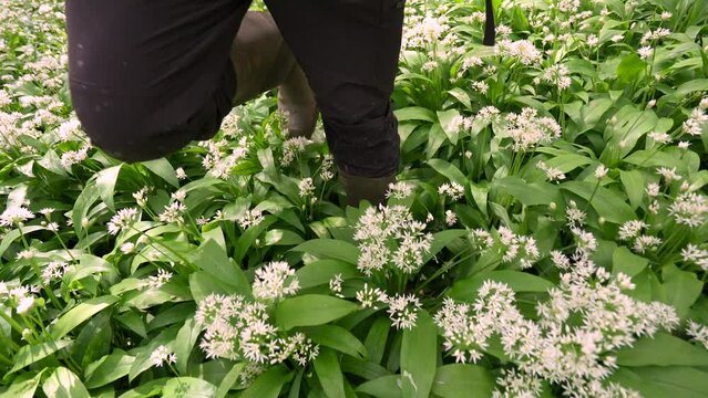 The legs and wellies of a person walking through thick fields of woodland wild garlic