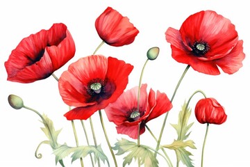 Fototapeta premium Watercolor painting of red poppies on white background.