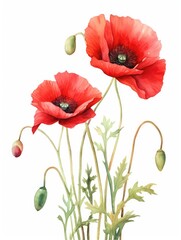 Obraz premium Watercolor painting of red poppies on white background.