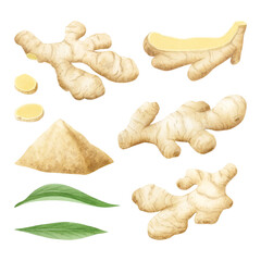 Ginger roots, slices, leaves and spice powder pile watercolor illustration set isolated on white background. Hand drawn horseradish elements for organic food design, healthy recipes and vegan menus