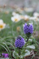 ホソバウルップソウ1