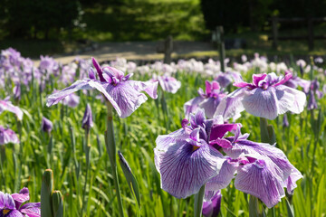 紫のハナショウブ