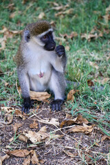 mother and baby baboon
