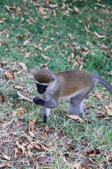 portrait of baboon