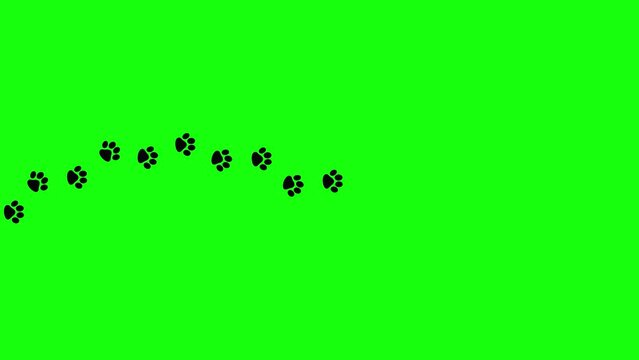 Paw footprint animation on green screen. Dog foot footage, Cat feet video, puppy pet footprint walk, Animated Animal foot print icon in 4k