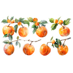 Set  Apricot on a white background watercolor hand drawing