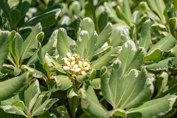 Pittosporum tobira is a species of sweet-smelling flowering plant in the pittosporum family Pittosporaceae, Australian laurel, Japanese pittosporum, mock orange and Japanese cheesewood. Monterey Park