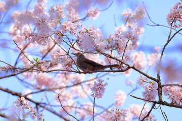 Brown-eared Bulbul (Hypsipetes amaurotis) a large, noisy and conspicuous bulbul with Cherry blossoms