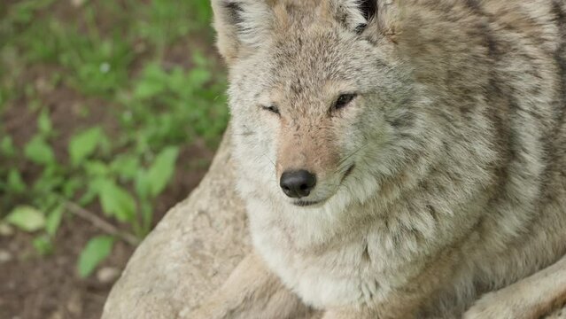 Hybrid Coywolf Species Across Eastern North America. Closeup Shot