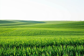 Fototapeta premium Vast green fields with rolling hills under a clear sky, showcasing the beauty of nature and the tranquility of rural landscapes.