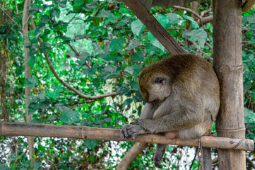an exhausted monkey was sitting contemplating on a bamboo