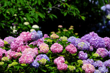 カラフルに咲く綺麗な紫陽花の花