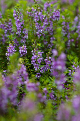 Flowers in the rainy season look juicy, fresh and beautiful. After the rain there will be water droplets on them. I love it in the rainy season.
