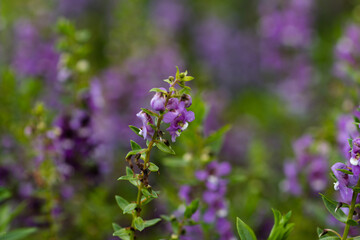 Flowers in the rainy season look juicy, fresh and beautiful. After the rain there will be water droplets on them. I love it in the rainy season.