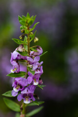 Flowers in the rainy season look juicy, fresh and beautiful. After the rain there will be water droplets on them. I love it in the rainy season.