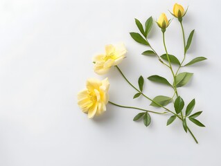Fototapeta premium solated natural plant,beautiful flower ,colorful,brilliant colors, top shot, close-up,pure white paper background 