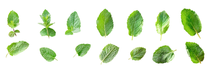 collection of mint leaves isolated on transparent background