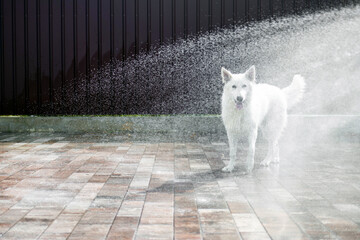 White Swiss Shepherd catches a stream from a hose on a hot summer day. A big white wet dog plays...