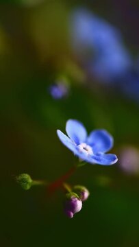 close-up forget-me-not flowers against a background of foliage, macro photography. symbol of love and fidelity