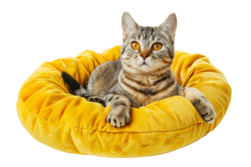 American Shorthair cat in multiple poses, lounging in a stylish yellow cat bed, showcasing comfort and elegance cut out transparent isolated on white background PNG file

