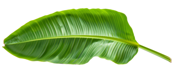 Vibrant green banana leaf isolated on a white background, showcasing its natural texture and tropical beauty.

