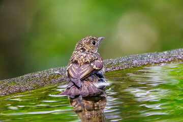 泉で水浴びをする可愛いキビタキ（ヒタキ科）の幼鳥。

日本国神奈川県秦野市、弘法山公園、権現山バードサンクチュアリにて。
2022年7月撮影。

A lovely juvenile Narcissus Flycatcher (Ficedula narcissina) bathing in a spring.
