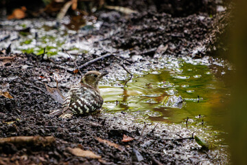 泉で水浴びをする可愛いコゲラ（キツツキ科）。

日本国神奈川県秦野市、弘法山公園、権現山バードサンクチュアリにて。
2022年7月撮影。

A lovely Japanese pygmy woodpecker (Dendrocopos kizuki) bathing in a spring.
