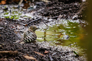 泉で水浴びをする可愛いコゲラ（キツツキ科）。

日本国神奈川県秦野市、弘法山公園、権現山バードサンクチュアリにて。
2022年7月撮影。

A lovely Japanese pygmy woodpecker (Dendrocopos kizuki) bathing in a spring.
