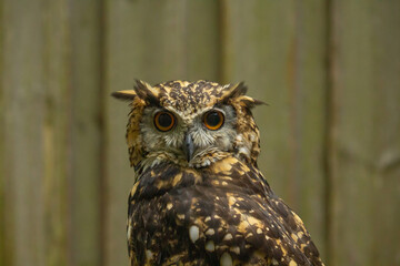 A Cape Eagle Owl close up portrait.