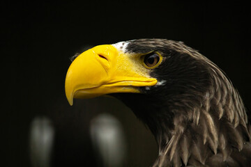Head of steller's sea eagle.