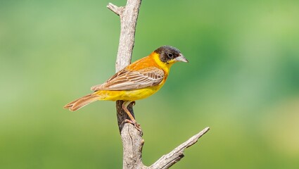 Black-headed Bunting (Emberiza melanocephala) migrates from Africa to Asia and Europe to breed in...