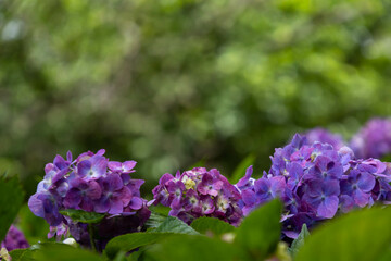 晴れた日の紫陽花