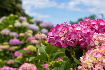 晴れた日の紫陽花
