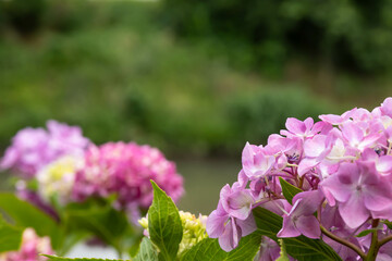 Fototapeta premium 晴れた日の紫陽花